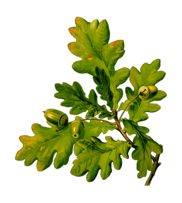 tammenlehti-vihreä-tammenterho