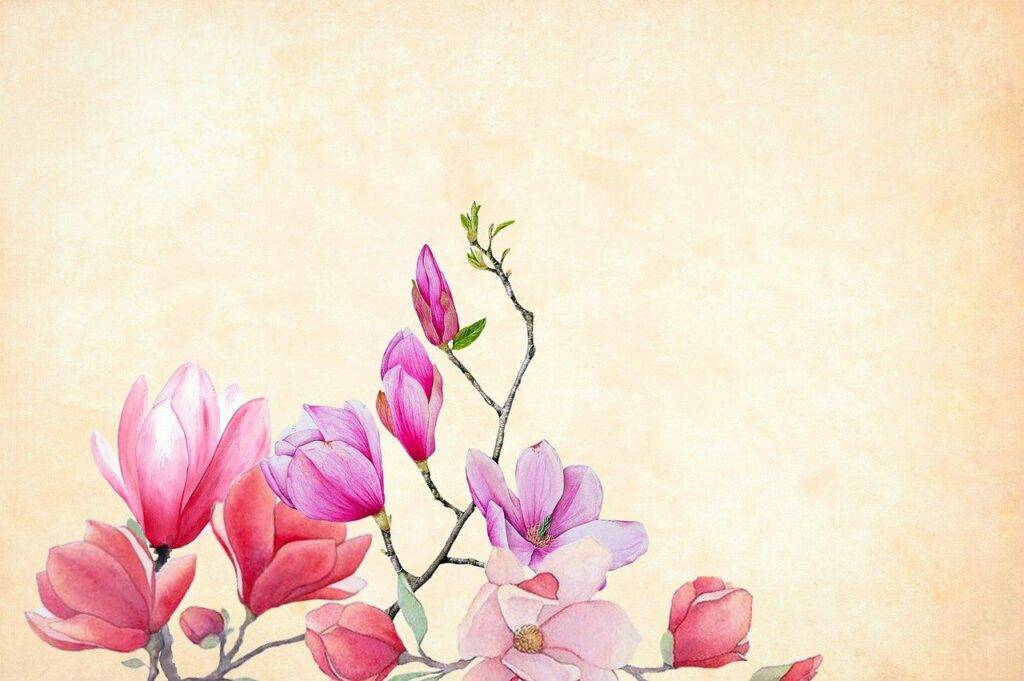 kukka, magnolia