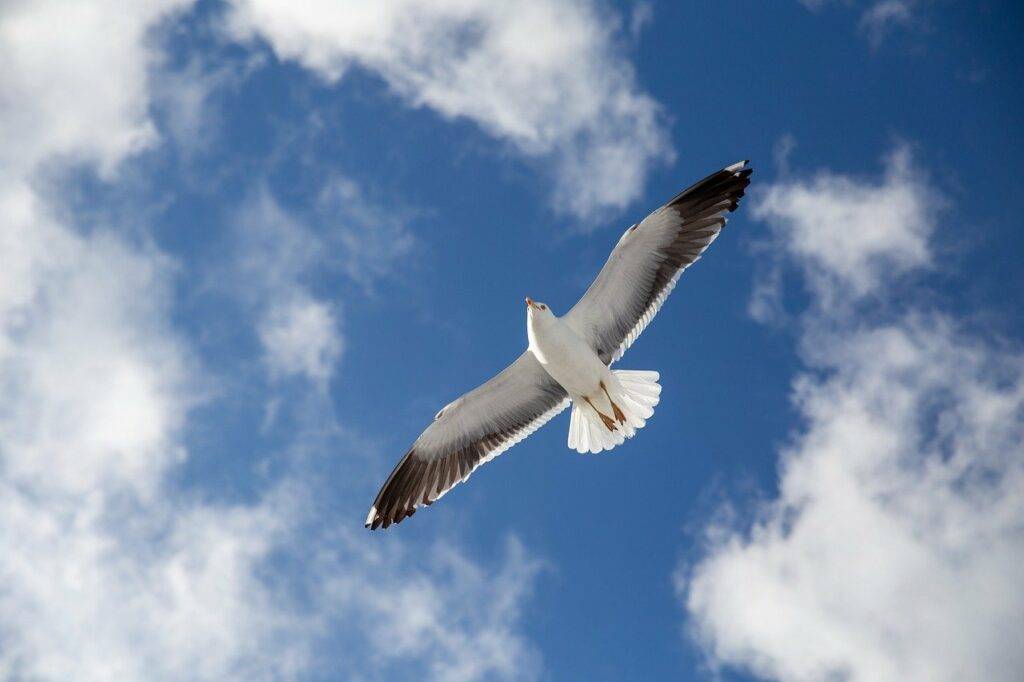 seagull, norway, nature-5289474.jpg